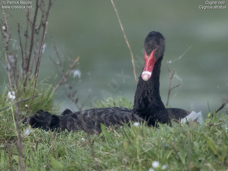 Black Swan female adult, identification