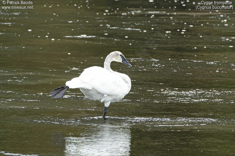 Cygne trompetteadulte