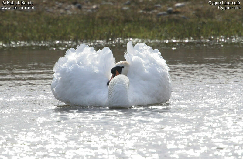 Cygne tuberculé mâle