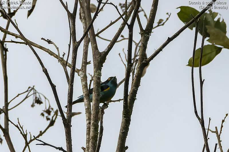 Dacnis à coiffe bleue mâle adulte