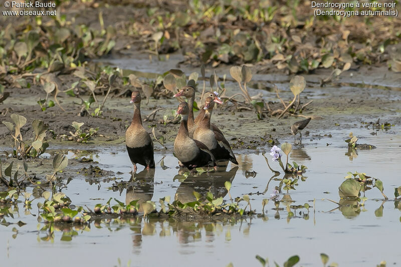 Dendrocygne à ventre noiradulte