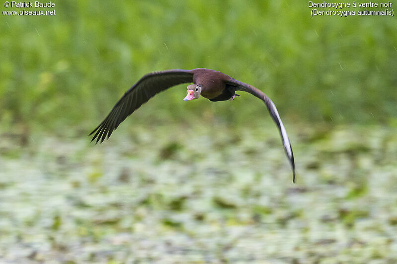 Dendrocygne à ventre noiradulte, Vol