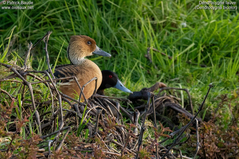 Dendrocygne fauveadulte