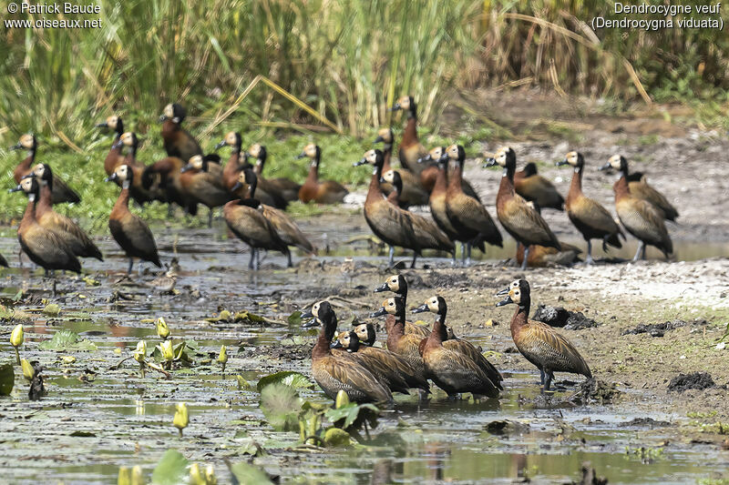 White-faced Whistling Duckadult