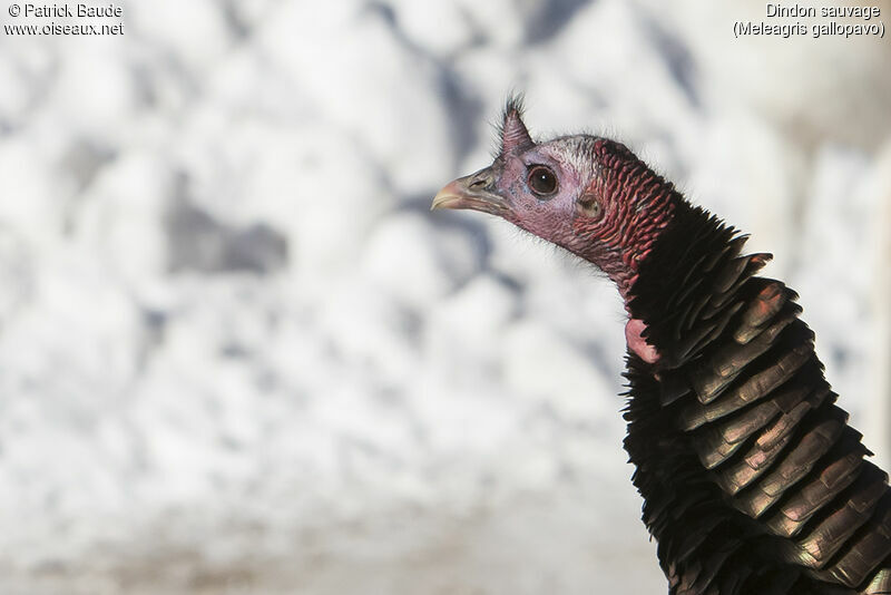 Wild Turkeyadult, identification