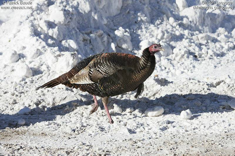 Wild Turkeyadult, identification