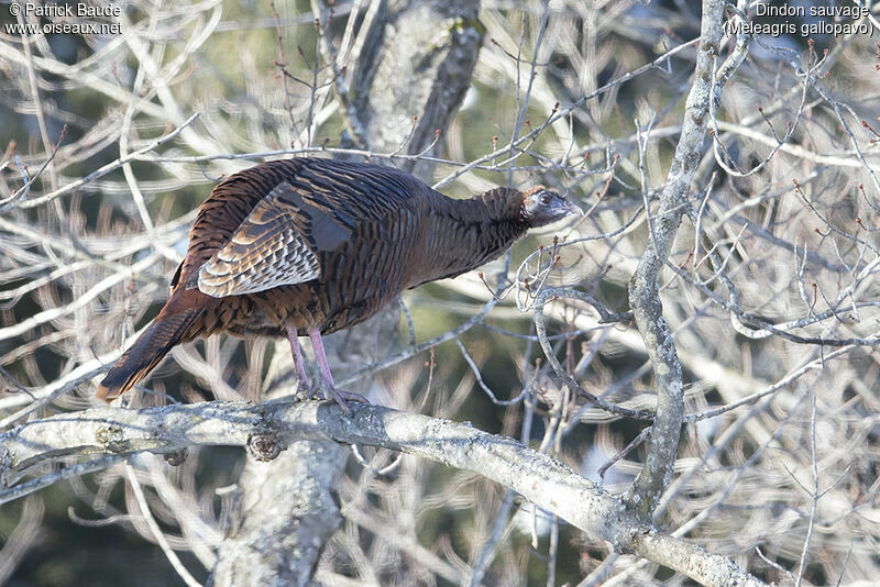 Dindon sauvageadulte, identification