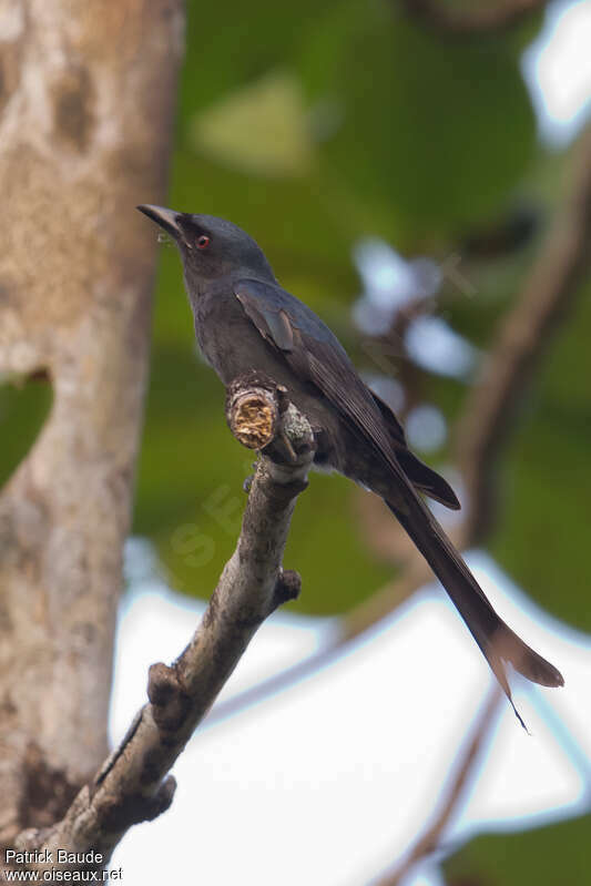 Crow-billed Drongoadult, identification