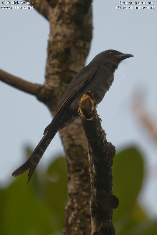 Drongo à gros becadulte, identification