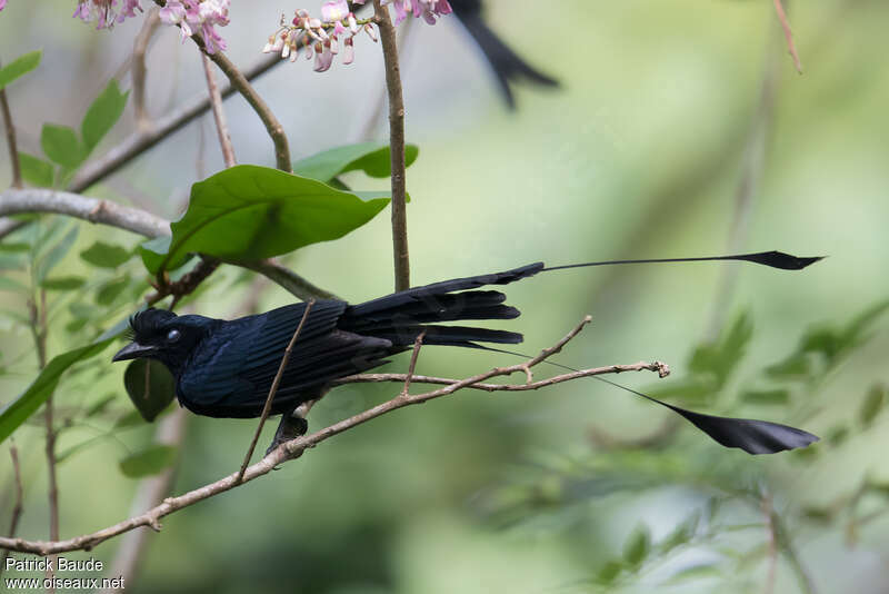 Drongo à raquettesadulte, Comportement