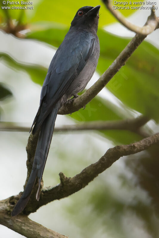 Drongo à ventre blancadulte