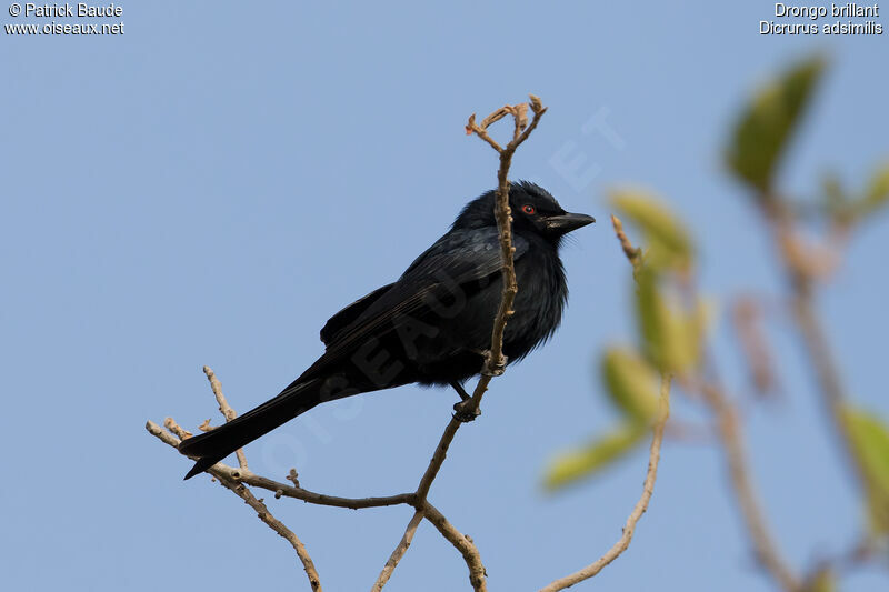 Drongo brillantadulte, identification