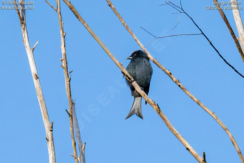 Drongo brillantadulte