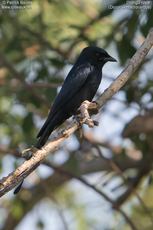 Drongo royaladulte, identification