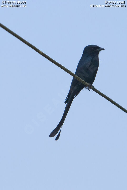 Drongo royaladulte, identification