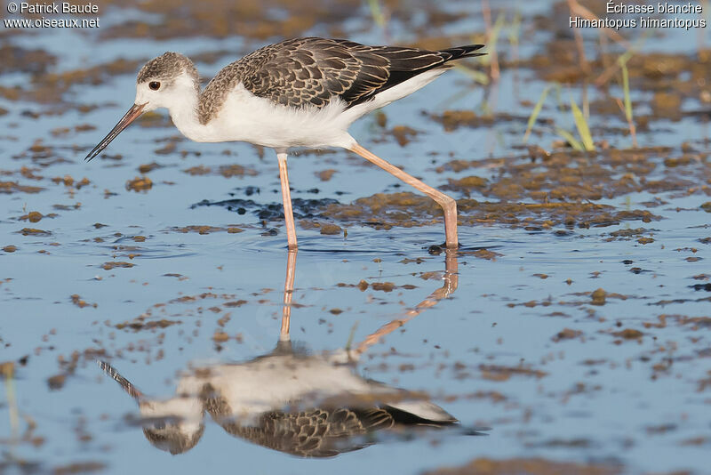 Black-winged StiltFirst year, identification