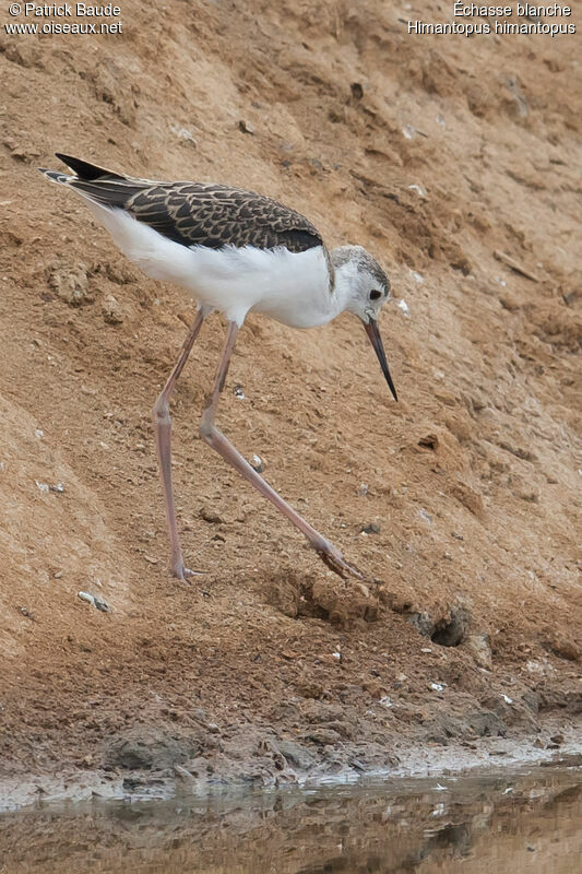 Échasse blanchejuvénile, identification