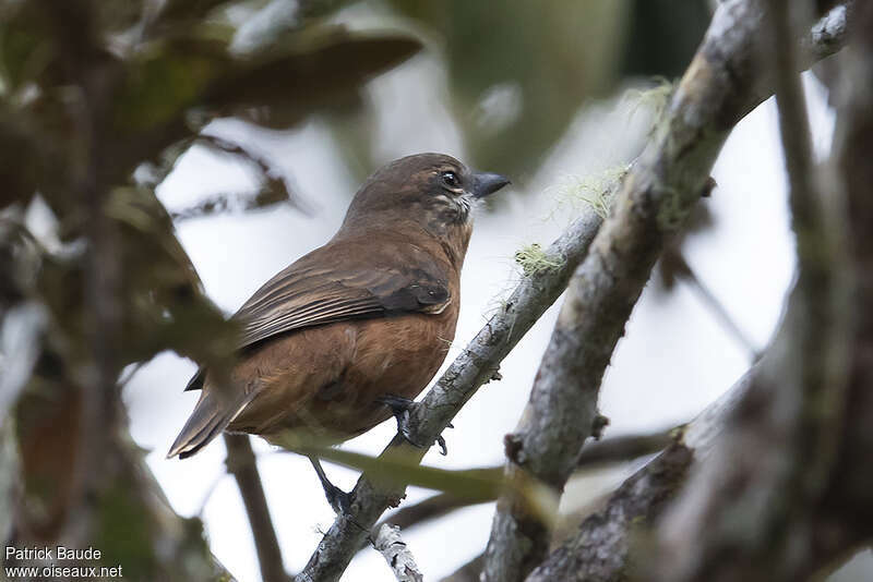 Mauritius Cuckooshrike female adult, identification