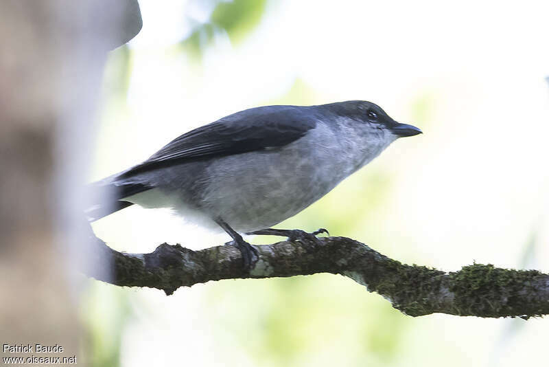 Échenilleur de Maurice mâle adulte, identification