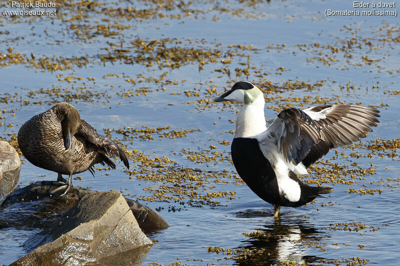 Common Eideradult breeding, courting display