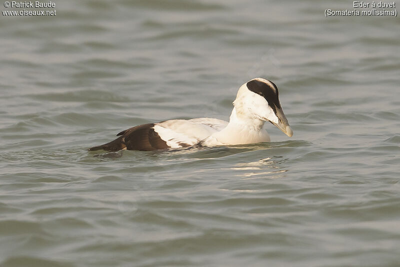 Eider à duvet mâle adulte transition, identification, portrait