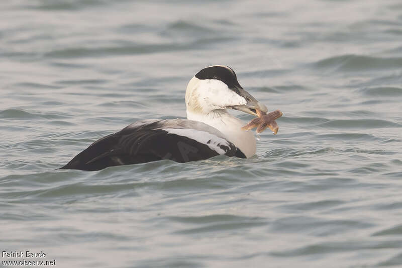 Eider à duvet mâle adulte transition, régime