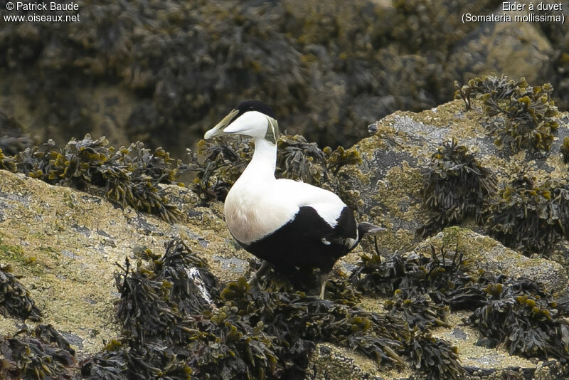 Eider à duvet mâle adulte nuptial, portrait