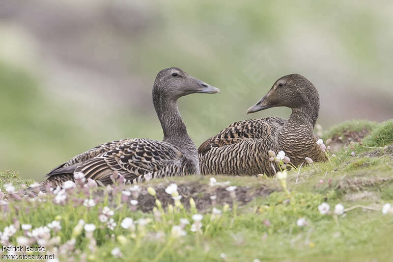 Eider à duvet