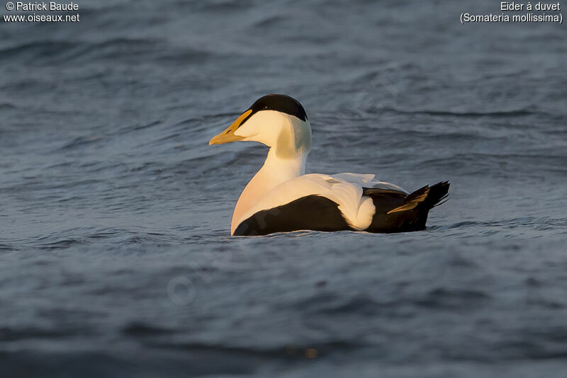 Common Eider male adult breeding, close-up portrait