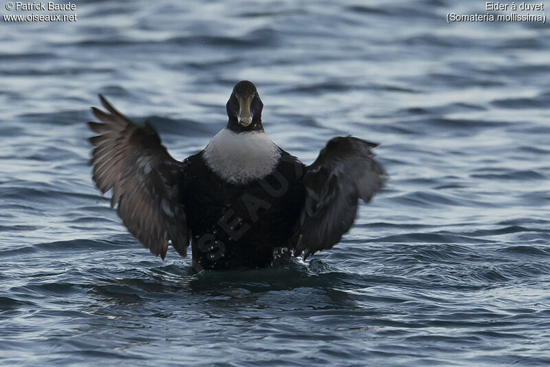 Eider à duvet mâle juvénile, portrait