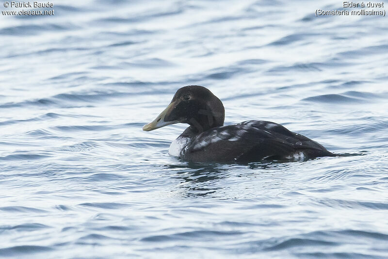 Eider à duvet mâle juvénile, portrait