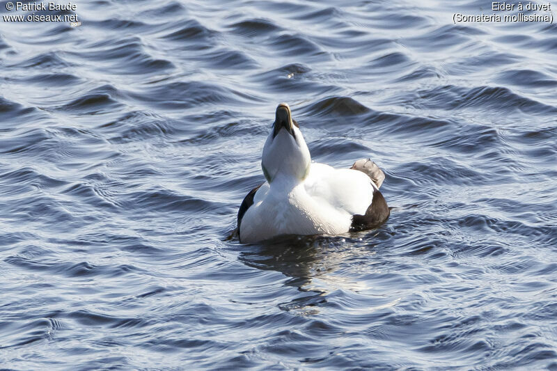 Eider à duvet mâle adulte, parade