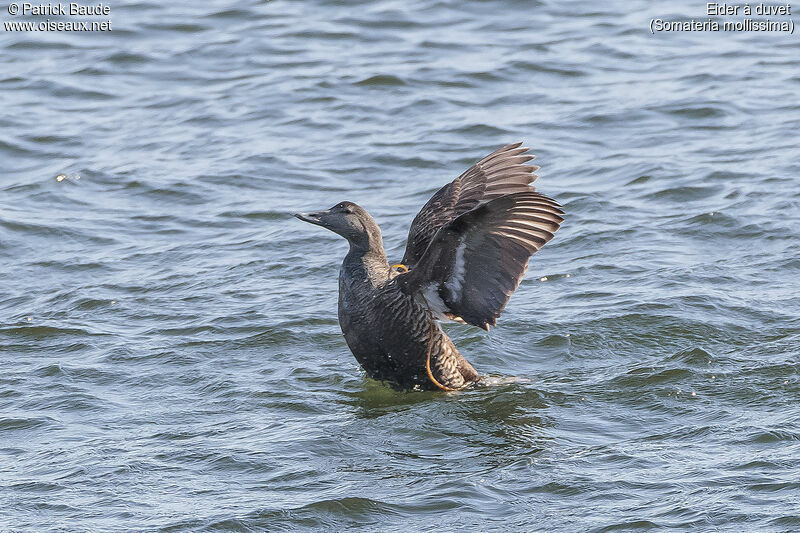 Eider à duvet femelle adulte