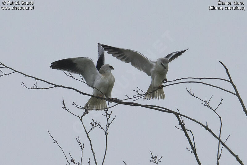 Élanion blanc1ère année, identification