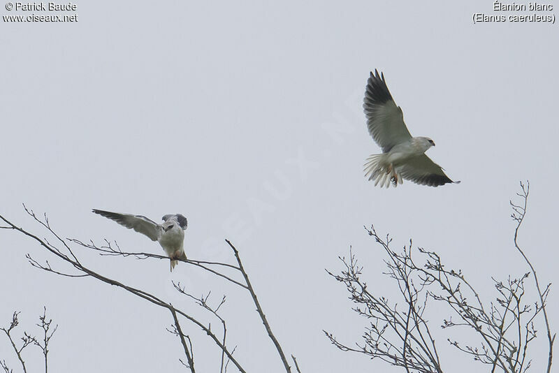 Élanion blanc1ère année, identification