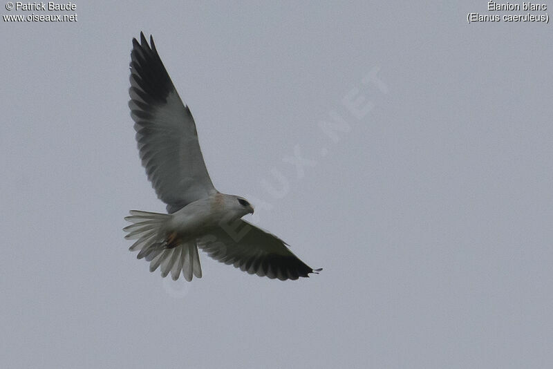 Black-winged KiteFirst year, identification