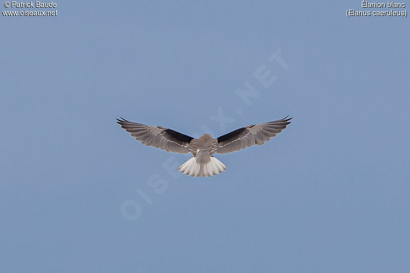 Black-winged Kiteadult, Flight