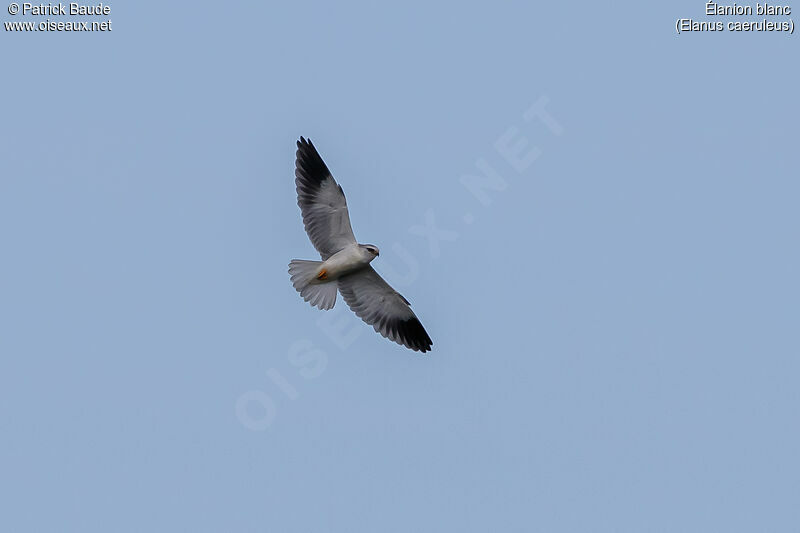 Black-winged Kiteadult, Flight