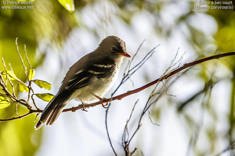 Small-billed Elaeniaadult