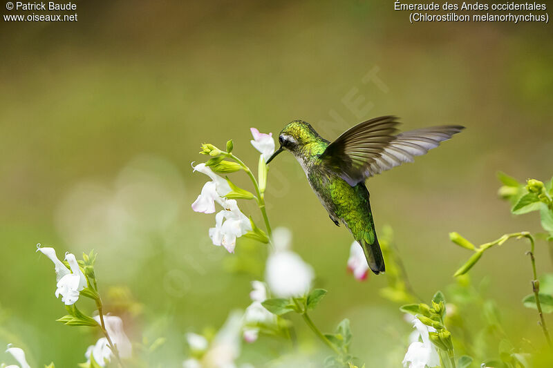 Émeraude des Andes occidentalesadulte, identification