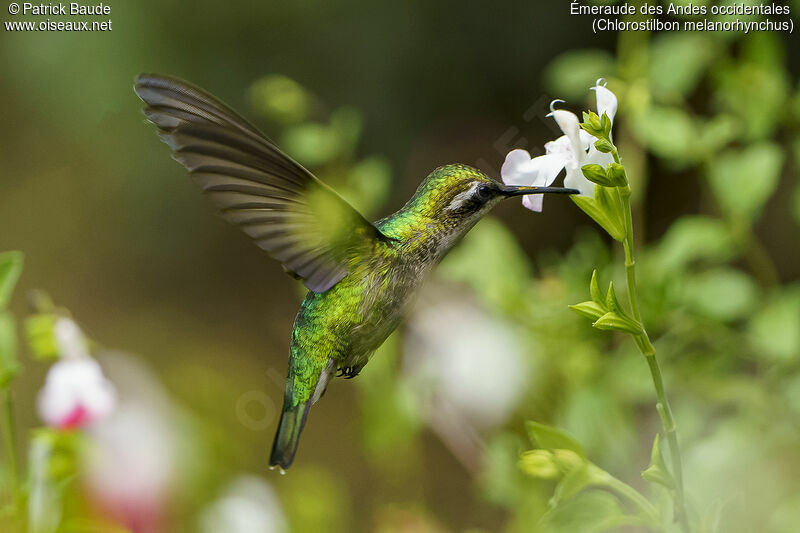 Western Emerald