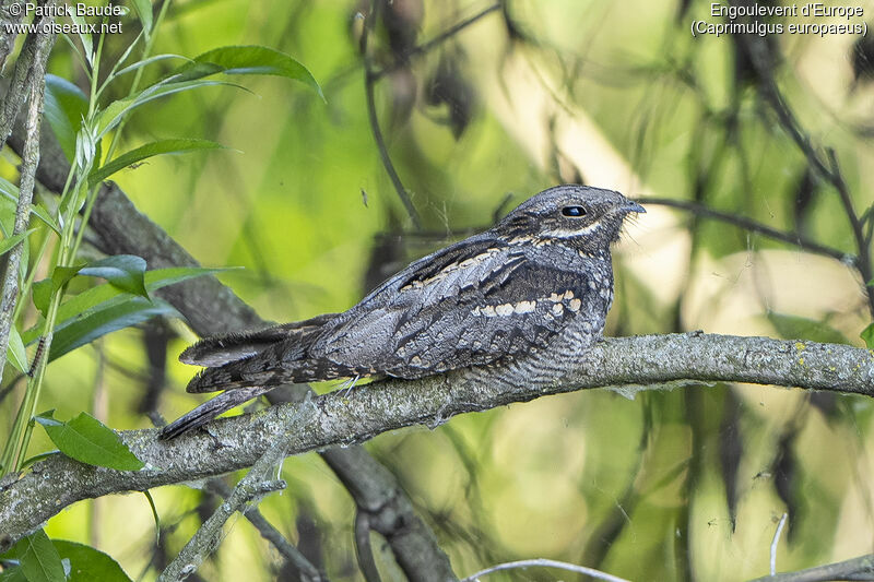 European Nightjaradult