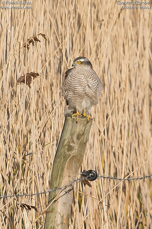 Épervier d'Europe femelle adulte, identification