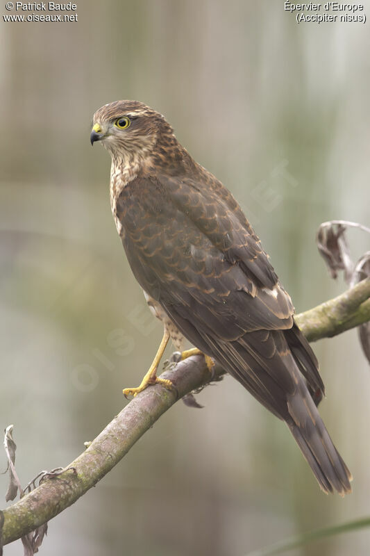 Épervier d'Europe mâle juvénile, identification