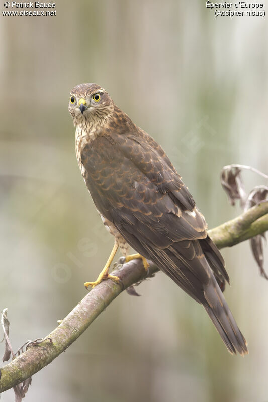 Épervier d'Europe mâle juvénile, identification