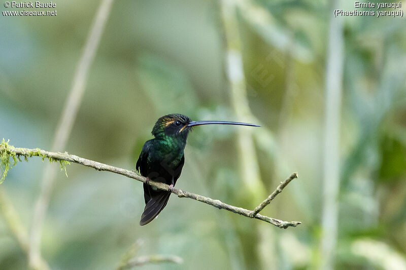 White-whiskered Hermitadult