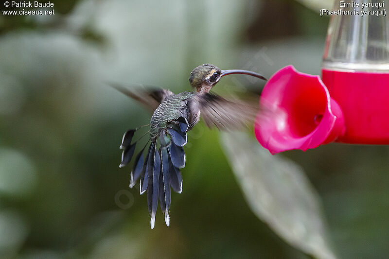 White-whiskered Hermitadult