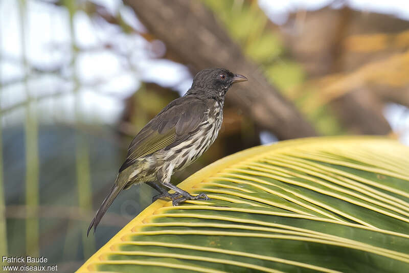 Palmchatadult, identification