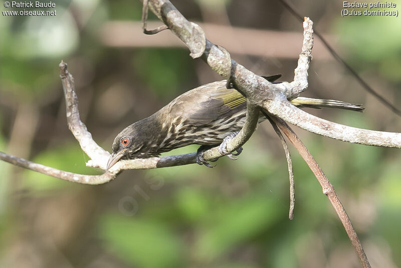 Palmchatadult, identification