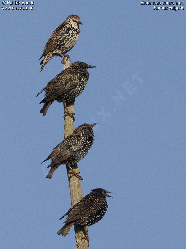 Common Starlingadult post breeding, identification